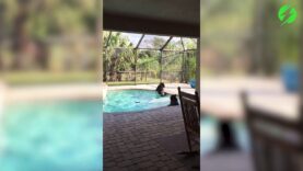 2 bears come to swim in the pool of these tourists