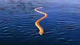 A big snake swimming in the sea is your worst nightmare