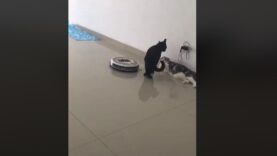 A cat disturbed by a Roomba