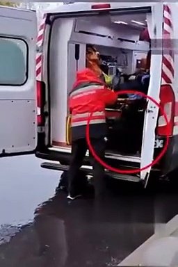 A dog chases the ambulance in which its owner is taken