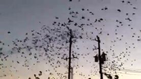 Birds blow up high voltage line