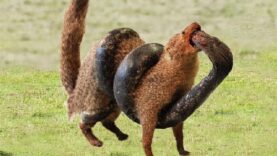 Cobra VS Mongoose, brutal battle happened in the cruel desert