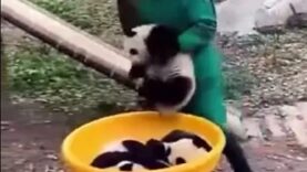 panda-babies-are-entitled-to-a-r