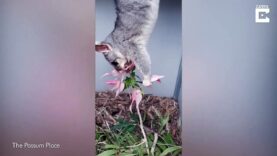 This possum qui mange la tête en bass is adorable