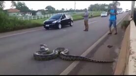 Un énorme anaconda traverse une autoroute