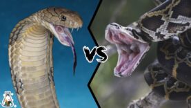 Who will win the confrontation between a king cobra and a python