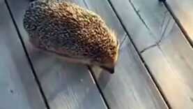 A hedgehog can be naughty