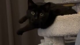 Cat Instantly Responds When His Owner Asks if He is Hungry