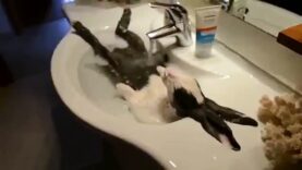 Ce lapin qui prend son bain semble au paradis !