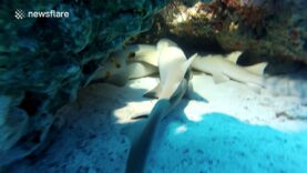 Diver has close encounter with sleeping nurse sharks