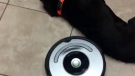 L’aspirateur Roomba tombe amoureux du chien de la maison