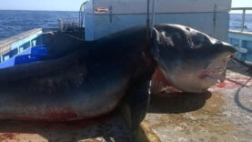 les images effrayantes d’un requin de 6 mètres capturé en pleine mer