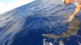 Man Lures Shark Towards his Boat by Using Small Fish as Bait