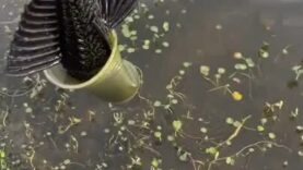 Person Helps in Freeing Fish Stuck in Cup in Pond