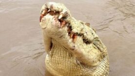 Un crocodile très rare abattu en Australie après avoir attaqué un homme