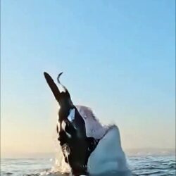 Un Grand requin blanc tente de gober une fausse otarie et fait un saut incroyable