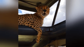 A cheetah shelters from the sun under the roof of a Jeep