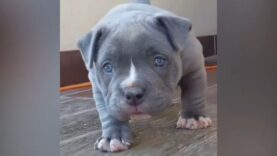 A Pitbull puppy plays with the camera