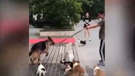 Puppies play with a German Shepherd