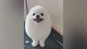 The Snowball Dog