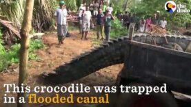 Giant Crocodile Gets Rescued