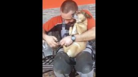 This dog is terrified of getting his nails cut…