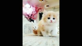 baby_cat_and_cute