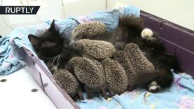 This cat adopted these eight babies… hedgehogs! Never seen before