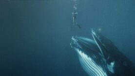 What If You Were Swallowed by a Whale