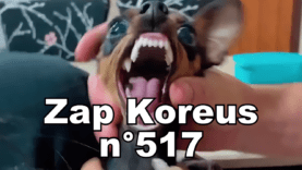 Zap Koreus n°517