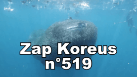 Zap Koreus n°519