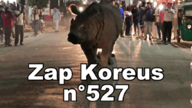 Zap Koreus n°527