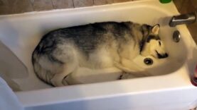 A Husky Throws a Tantrum in a Bathtub