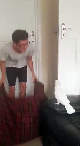 Magic trick: this parrot goes into a panic when he disappears behind a sheet!