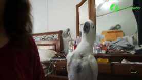 When your parrot is as crazy as you… so cute