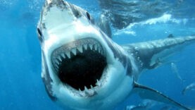 A white shark attacks a fishing boat