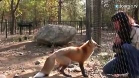 She trains a fox