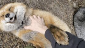 The laugh of this red fox may melt your heart