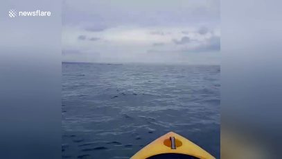 Humpback whale swims next to kayaker in Scotland