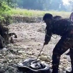 Massive 16-foot-long python rescued in northern India