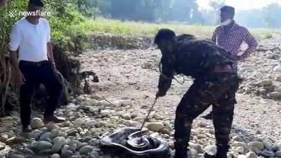 Massive 16-foot-long python rescued in northern India