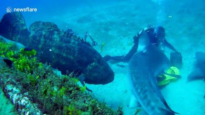 Shark bites another shark over feeding territory off Florida’s coast