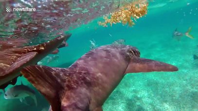 This is what swimming with dozens of sharks looks like